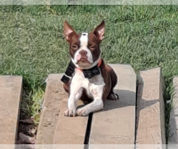 Medium Photo #1 Boston Terrier Puppy For Sale in LEWISBURG, WV, USA
