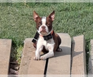 Mother of the Boston Terrier puppies born on 07/31/2025