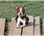 Small Photo #1 Boston Terrier Puppy For Sale in LEWISBURG, WV, USA