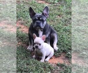 Mother of the French Bulldog puppies born on 07/09/2020