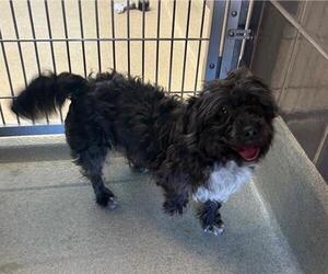 Poodle (Miniature)-Unknown Mix Dogs for adoption in San Martin, CA, USA