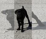 Small #2 Cane Corso
