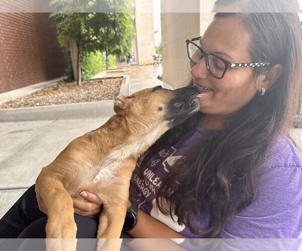 Medium Photo #3 Labrador Retriever-Unknown Mix Puppy For Sale in The Woodlands, TX, USA