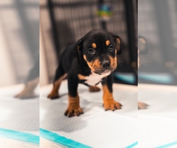 Medium Photo #4 American Bully Puppy For Sale in SMYRNA, GA, USA