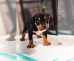 Small Photo #4 American Bully Puppy For Sale in SMYRNA, GA, USA