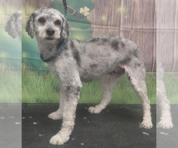 Medium Photo #8 Cock-A-Poo-Unknown Mix Puppy For Sale in Westminster, MD, USA