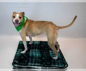 Taryn - Female Boxer-Unknown Mix Dog for Adoption - Photo #4