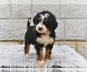 Bernedoodle Puppy for sale in MILLERSBURG, OH, USA