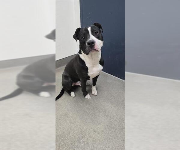 Medium Photo #1 Mutt Puppy For Sale in HESPERIA, CA, USA