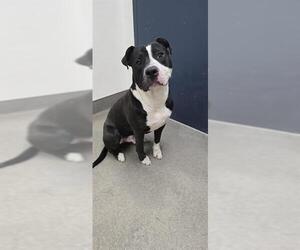 Mutt Dogs for adoption in HESPERIA, CA, USA