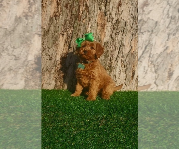 Medium Photo #2 Goldendoodle (Miniature) Puppy For Sale in INDIANAPOLIS, IN, USA