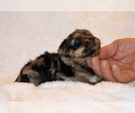 Small #14 Poodle (Toy)-YorkiePoo Mix