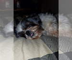 Small #3 Shih Tzu