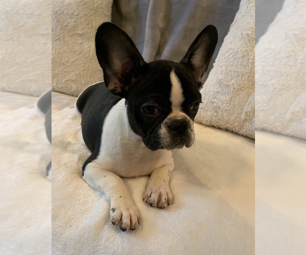 Medium Photo #9 French Bulldog Puppy For Sale in CHARLESTON, SC, USA