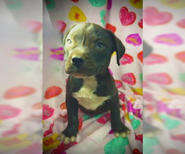 Medium Photo #5 Bulldog-Labrador Retriever Mix Puppy For Sale in Pleasanton, TX, USA