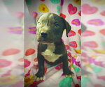 Small #4 Bulldog-Labrador Retriever Mix