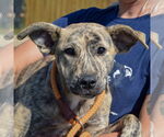 Small American Staffordshire Terrier-Mastiff Mix