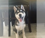 Puppy Arlo Siberian Husky