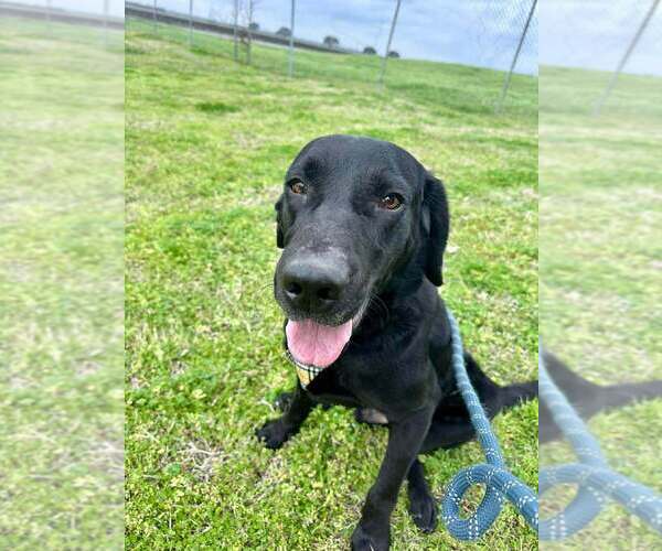 Medium Photo #9 Labrador Retriever-Unknown Mix Puppy For Sale in Abbeville, LA, USA