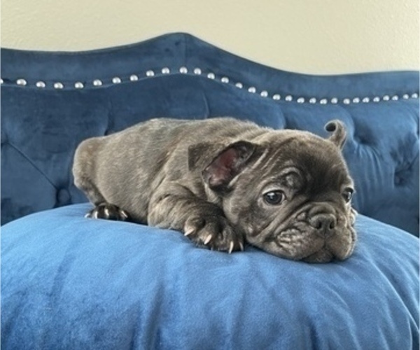 Medium Photo #1 French Bulldog Puppy For Sale in GLENDALE, CA, USA