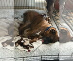 Small #1 Boxer