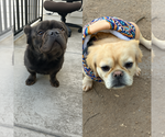 Small Photo #1 French Bulldog Puppy For Sale in SNELLVILLE, GA, USA