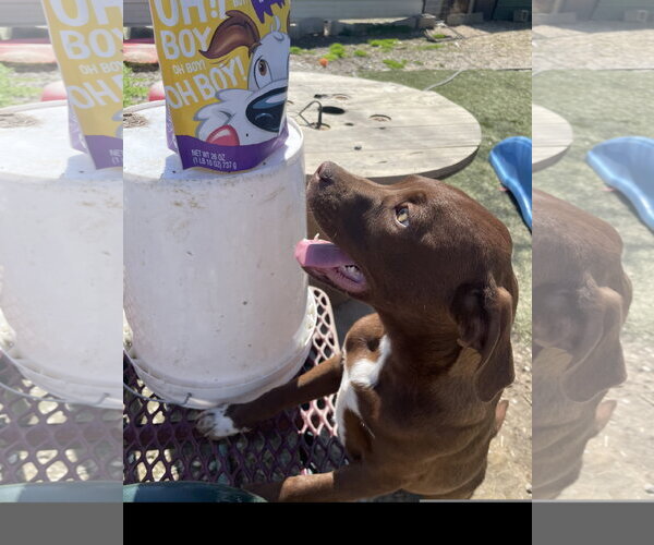 Medium Photo #5 Mutt Puppy For Sale in Tracy City, TN, USA