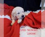 Small Photo #4 English Cream Golden Retriever Puppy For Sale in BEREA, KY, USA