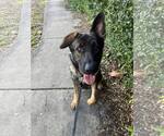 Small #3 German Shepherd Dog