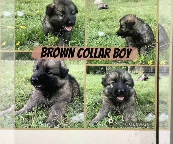 Medium Photo #4 German Shepherd Dog Puppy For Sale in WACO, TX, USA
