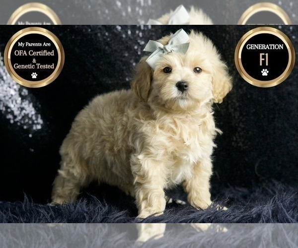 Medium Photo #6 Maltipoo Puppy For Sale in WARSAW, IN, USA