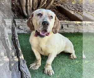 Basset Hound Dogs for adoption in Albuquerque, NM, USA