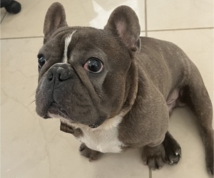 French Bulldog Puppy for sale in MIAMI, FL, USA