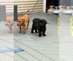 Small Photo #4 Dachsador Puppy For Sale in Oakhurst, NJ, USA