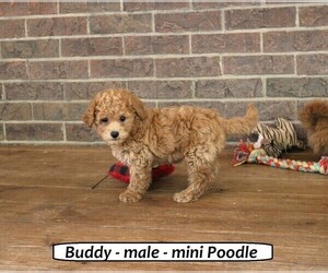 Poodle (Toy) Puppy for sale in CLARKRANGE, TN, USA