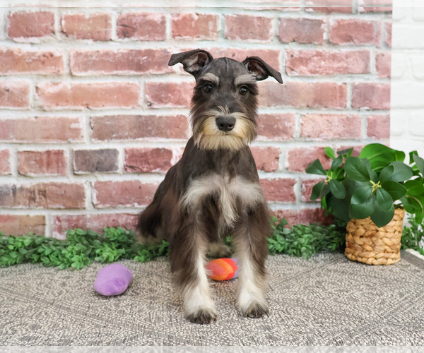 Medium Photo #5 Schnauzer (Miniature) Puppy For Sale in SYRACUSE, IN, USA