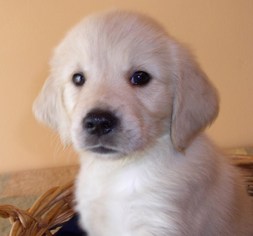 Golden Retriever Puppy for sale in JACKSON, MI, USA