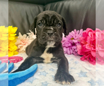 Small #1 Neapolitan Mastiff