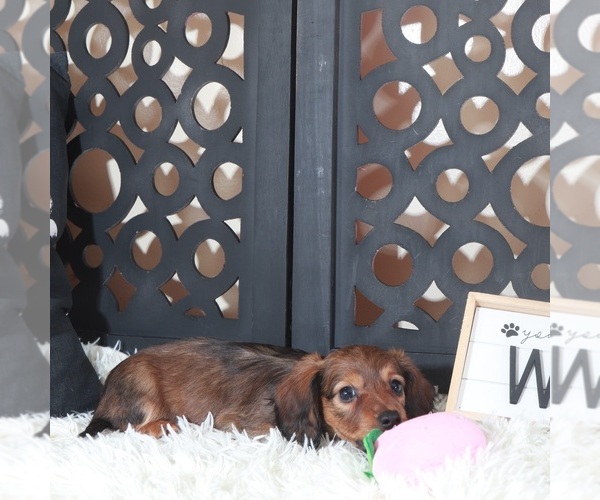 Medium Photo #4 Dachshund Puppy For Sale in MOUNT VERNON, OH, USA