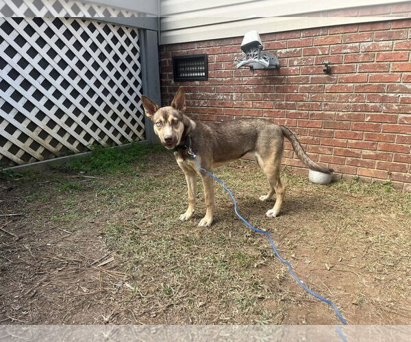 Medium Photo #3 Mutt Puppy For Sale in Greenville, SC, USA