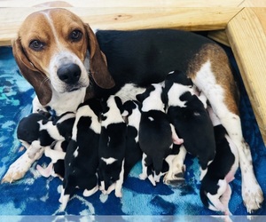 Beagle Puppy for sale in LEE, FL, USA
