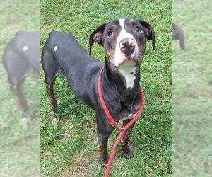 American Staffordshire Terrier Dogs for adoption in Fort Lauderdale, FL, USA