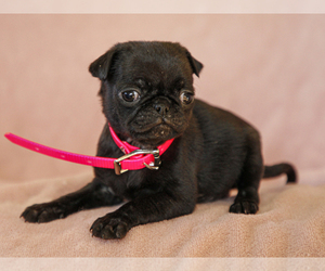 Jug-Pug Mix Puppy for sale in LIBERTY, KY, USA