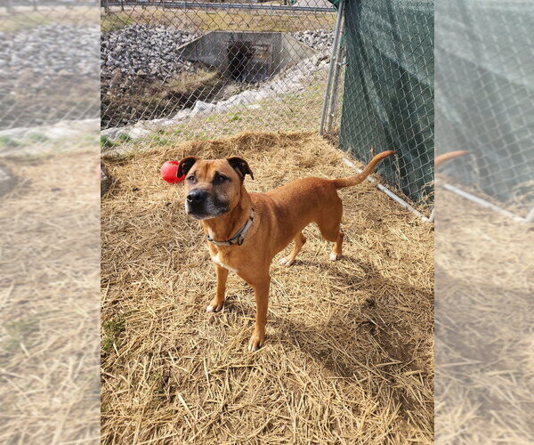 Medium Photo #4 Boxer-Unknown Mix Puppy For Sale in Evansville, IN, USA
