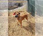 Small Photo #4 Boxer-Unknown Mix Puppy For Sale in Evansville, IN, USA