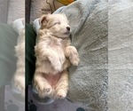 Small Photo #17 F2 Aussiedoodle Puppy For Sale in OZARK, MO, USA