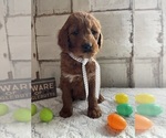Puppy CASH Goldendoodle