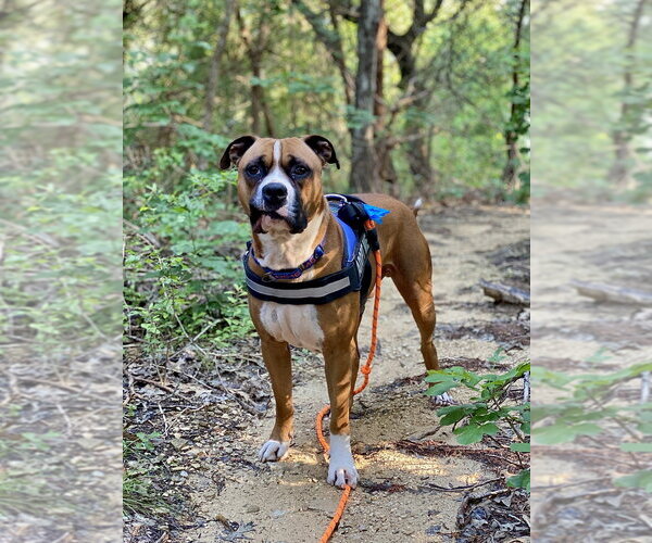 Medium Photo #19 Boxer-Unknown Mix Puppy For Sale in Austin, TX, USA