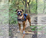 Small #18 Boxer Mix