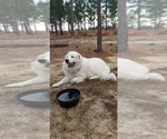 Small Photo #1 Great Pyrenees Puppy For Sale in WEST END, NC, USA